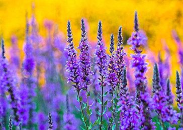 纸飞机模拟器《Paper Sky》Steam页面上线 支持简体中文