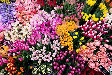 恋爱视觉小说《家喵二三事 Vol. 1》现已在Steam发售 支持中文