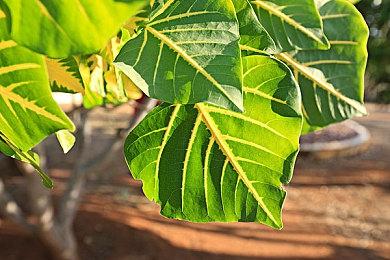 美服Switch Online会员限时试玩三款游戏：《往左一点》等